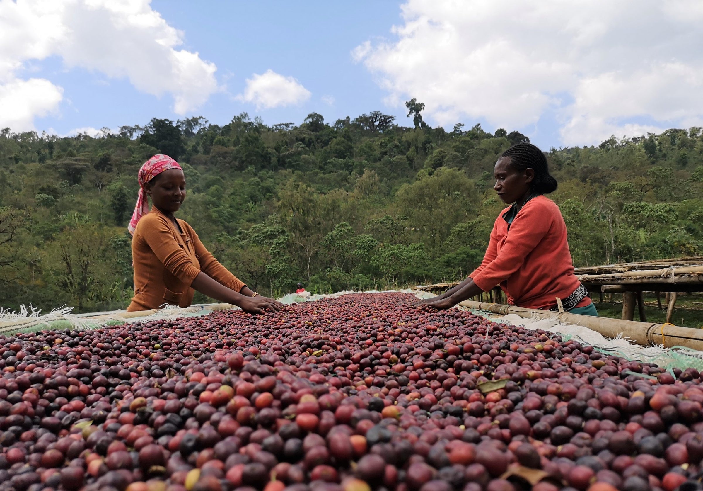 Royal Coffee offering image for lot 38462